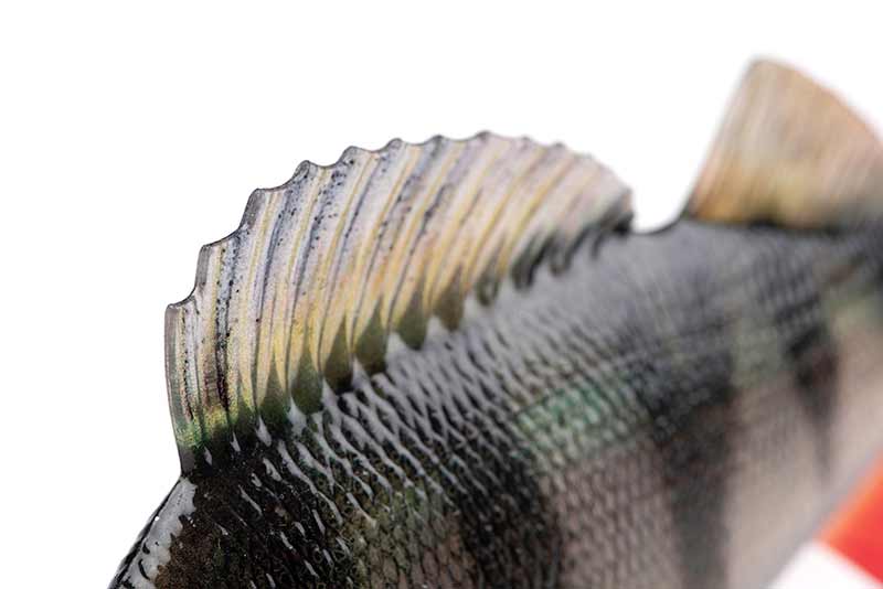 FOX RAGE Ultra-Realistic Perch Replicant 10cm - 22g/#8 Detailansicht