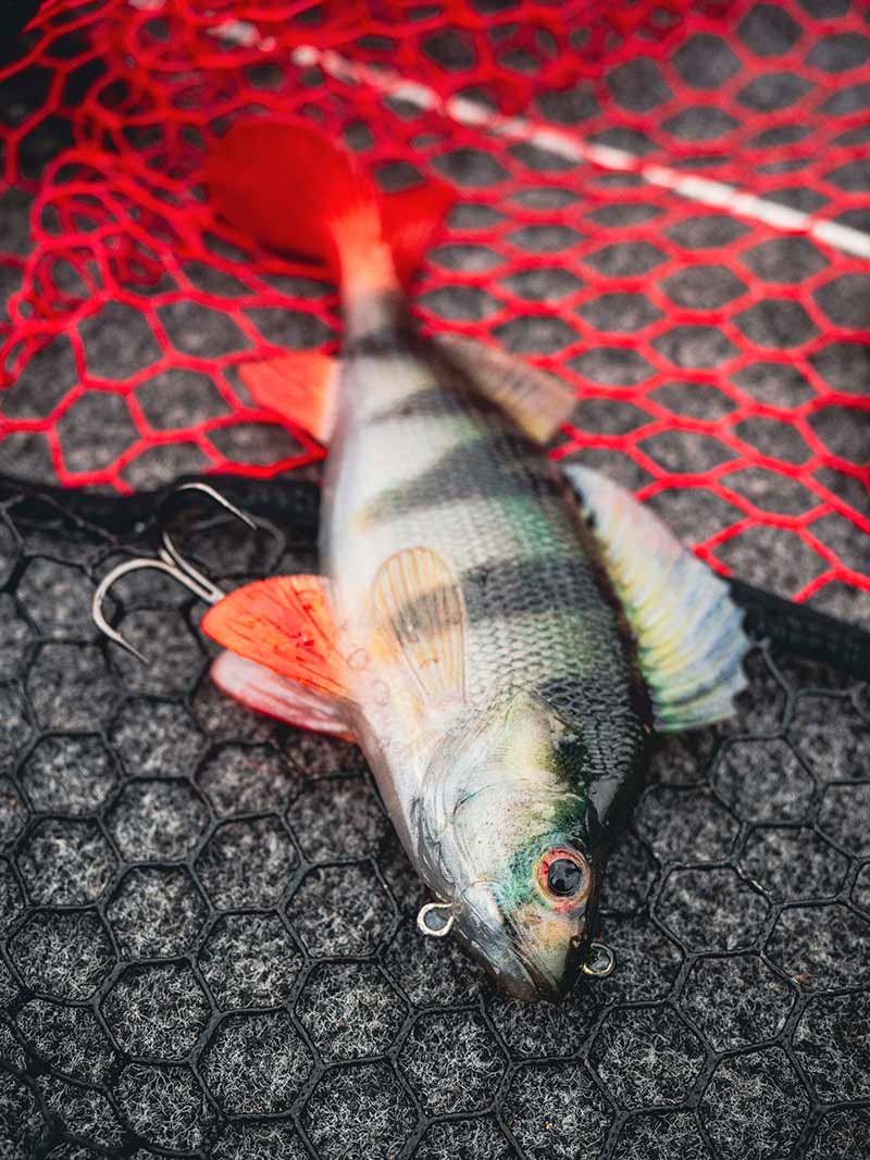 FOX RAGE Ultra-Realistic Perch Replicant 10cm - 22g/#8 weitere Ansicht