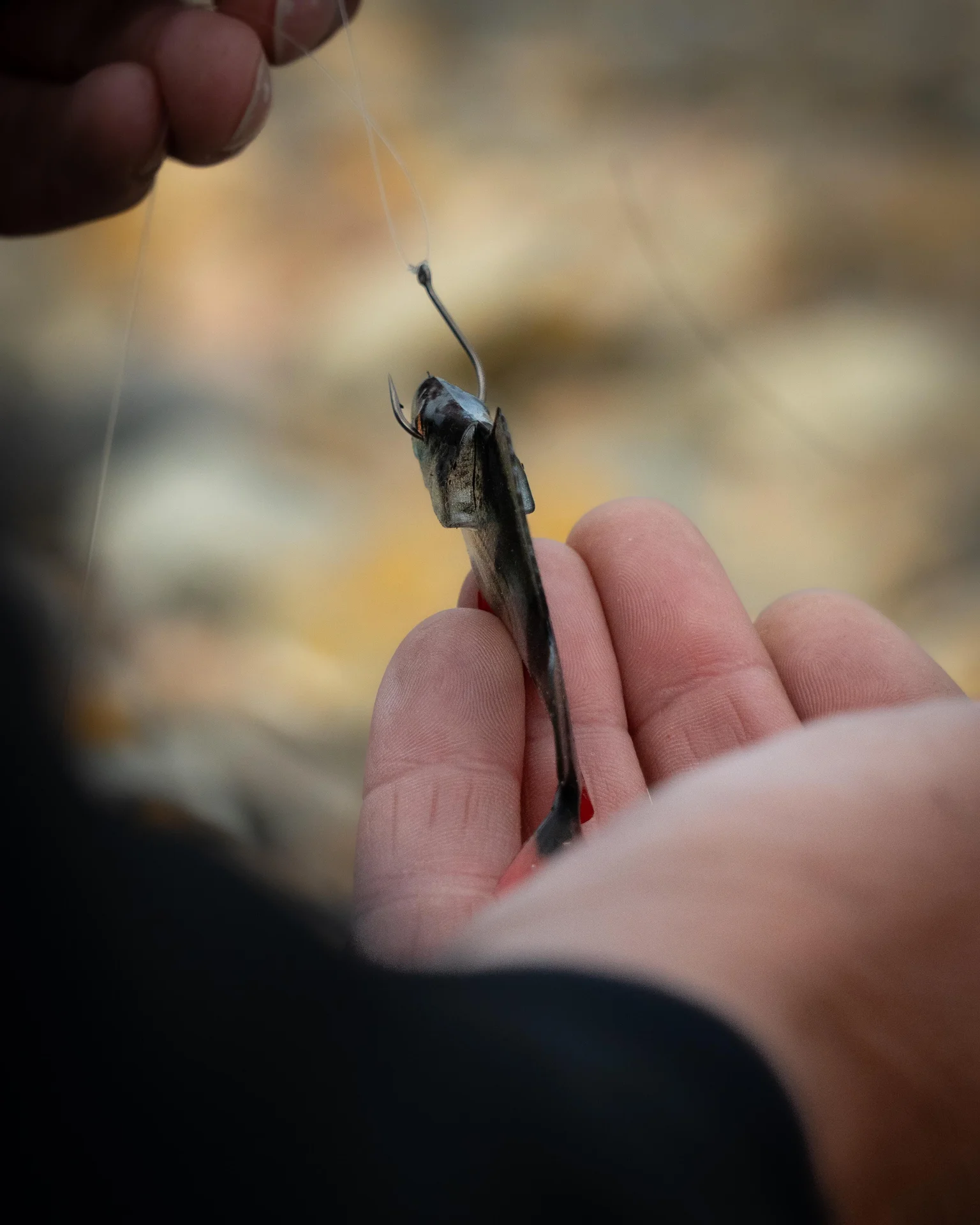 FOX RAGE Ultra Natural Roach Fillet 6cm 4st weitere Ansicht