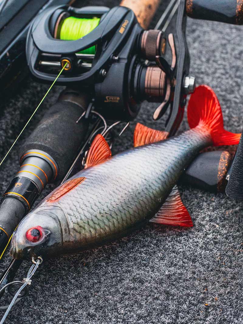 FOX RAGE Ultra-Realistic Roach Replicant 10cm - 18g/#8 weitere Ansicht