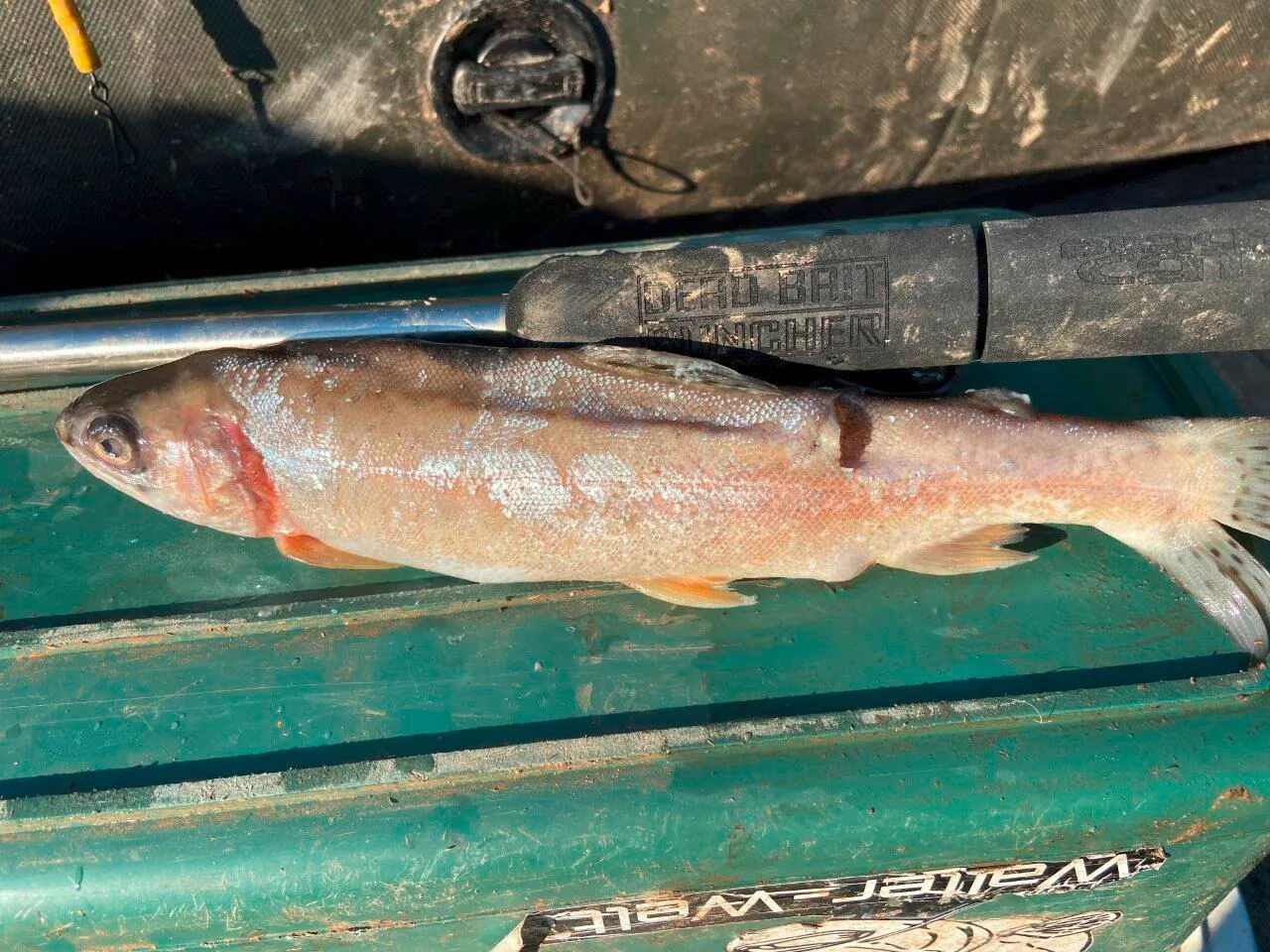 BLACK CAT Köderfisch-Ausstanzer L: 40cm weitere Ansicht