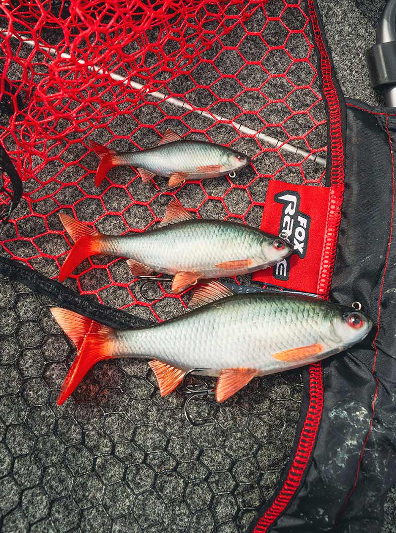FOX RAGE Ultra-Realistic Roach Replicant 10cm - 18g/#8 weitere Ansicht