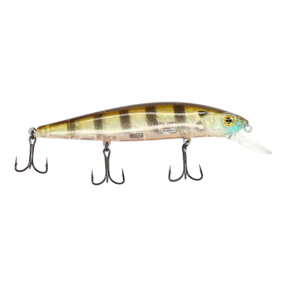 Gold Shiner