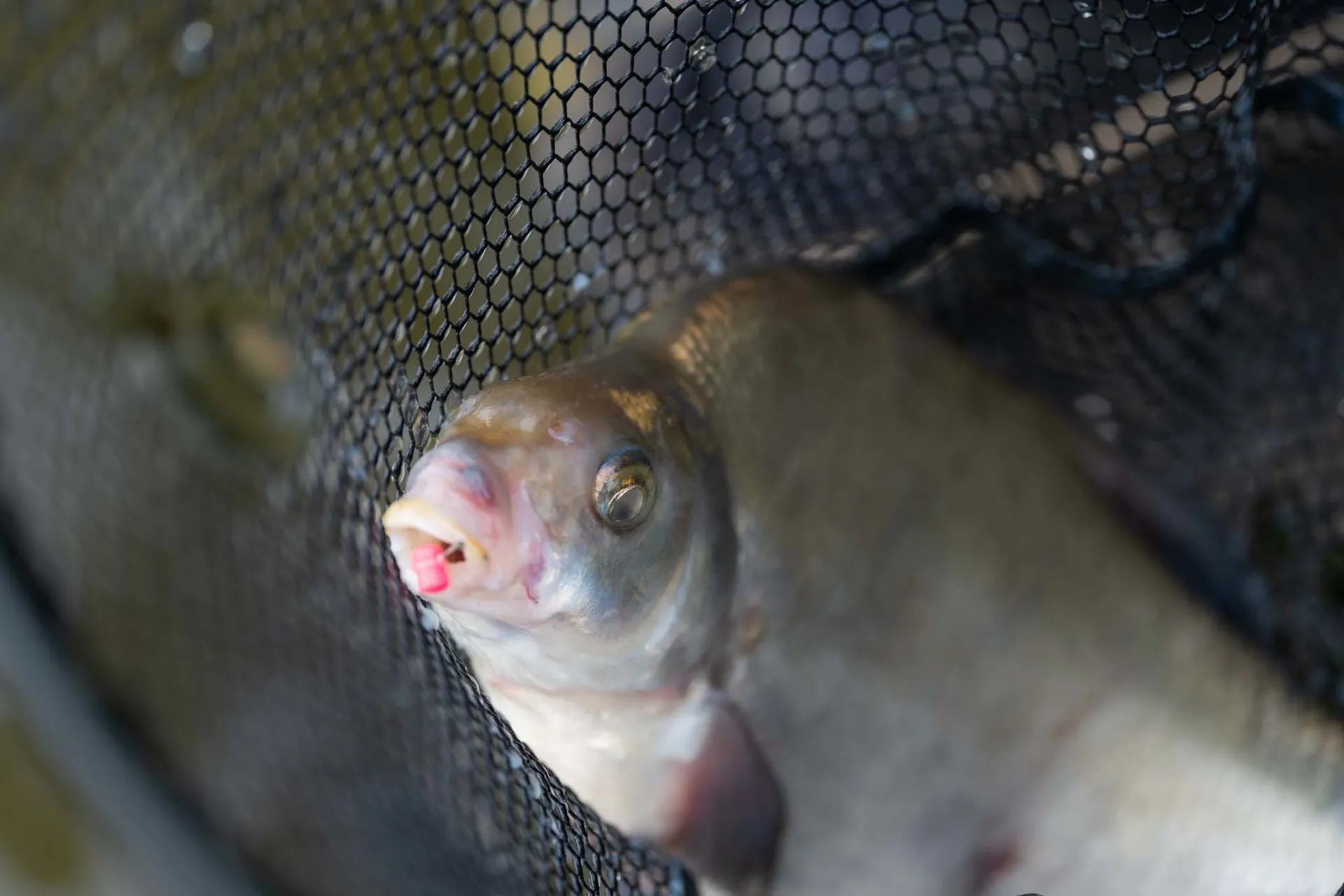 PRESTON Floater Disgorger Baiting Needle weitere Ansicht