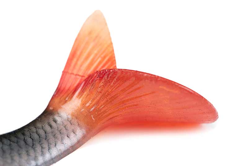 FOX RAGE Ultra-Realistic Roach Replicant 10cm - 18g/#8 Detailansicht