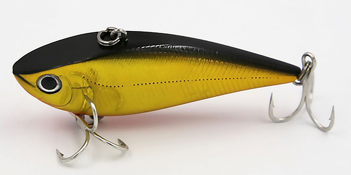 Gold Shiner
