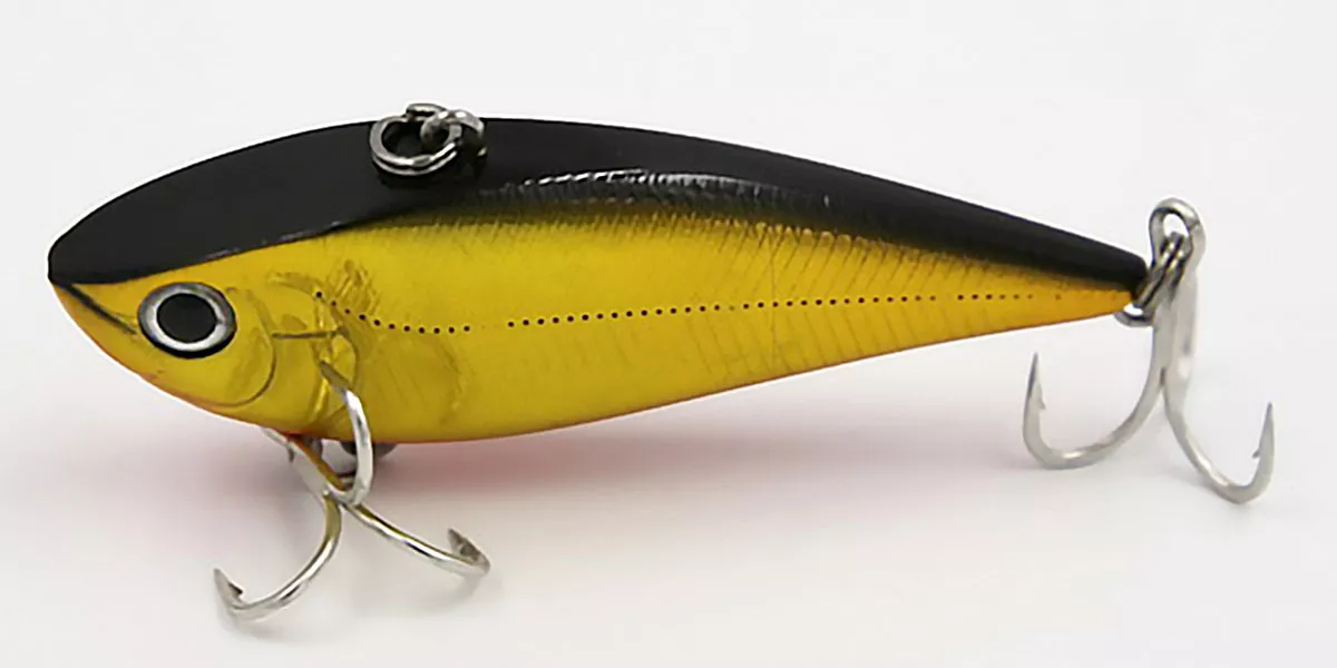 Gold Shiner