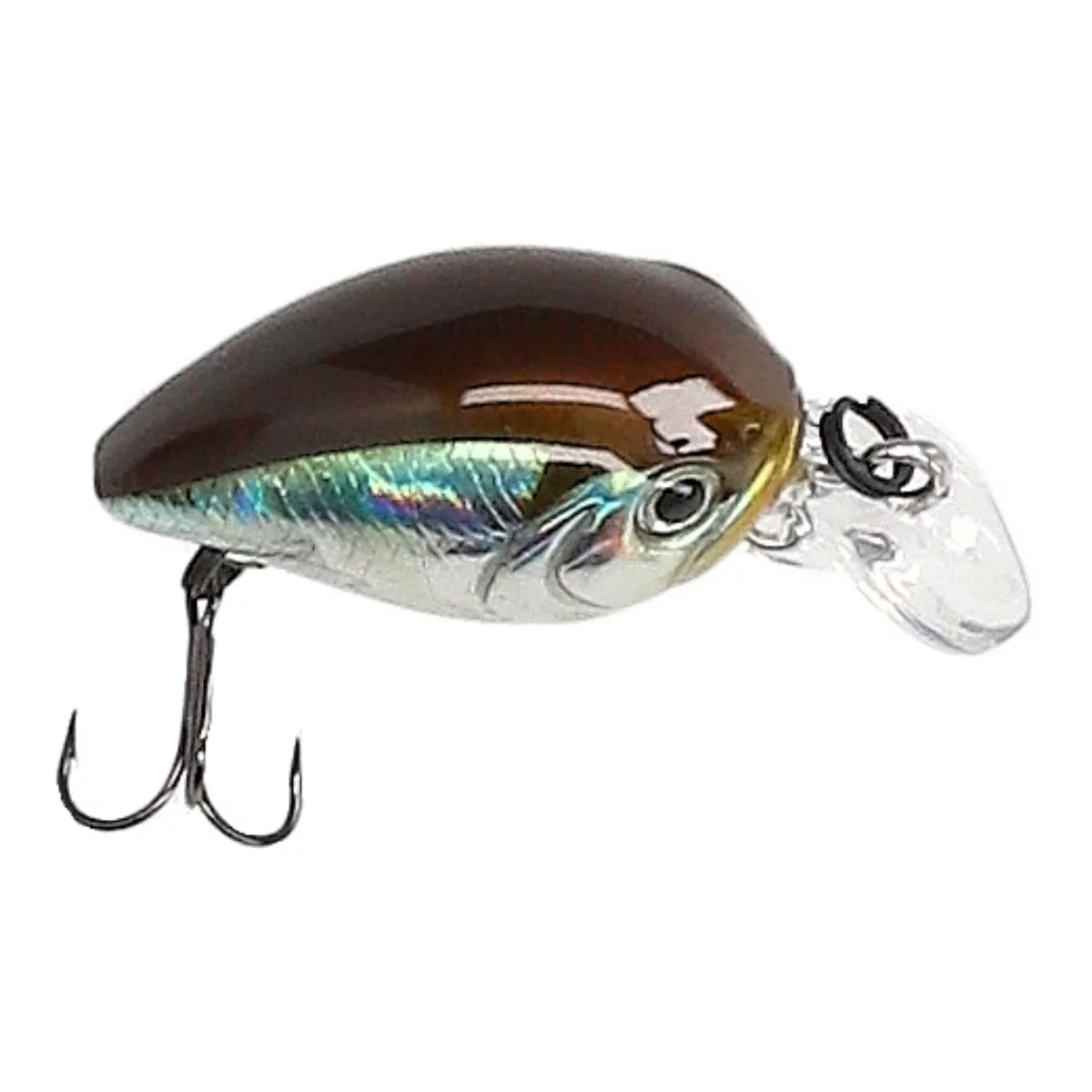 Gold Shiner