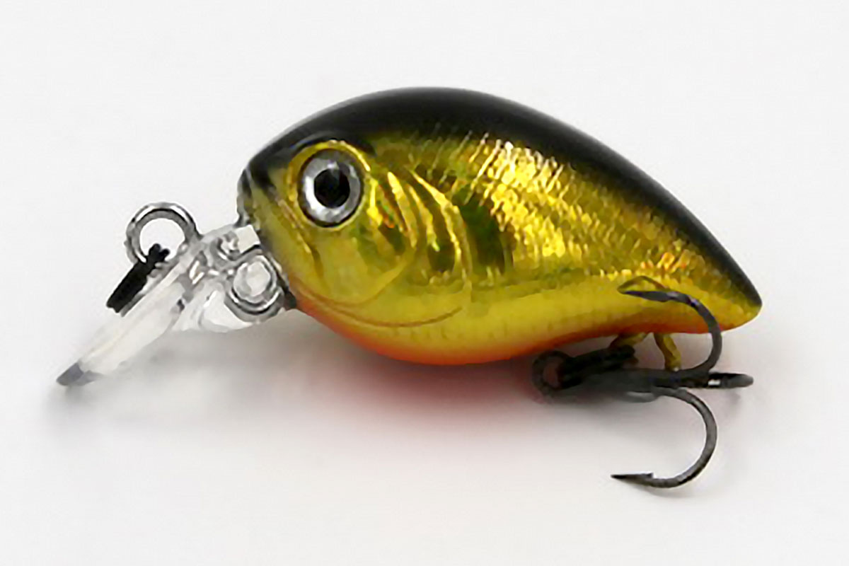 Gold Shiner