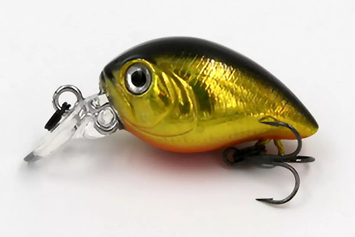 Gold Shiner