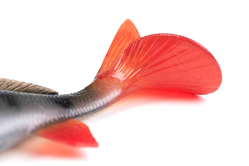 FOX RAGE Ultra-Realistic Perch Replicant 10cm - 22g/#8 Detailansicht