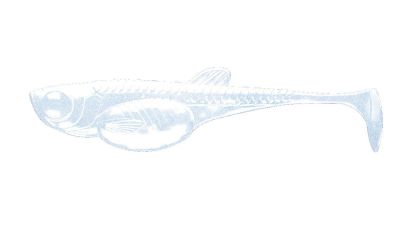 LIBRA LURES Embrion Shad 75 Fish 020-Electro 8st, Forellenköder, schwimmend und aromatisiert — 5.00 Blue Pearl Fish